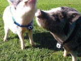 Walter and Hamlet, piglets from San Diego