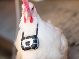 Cute chicken with camera