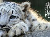 Snow Leopard Trust banner