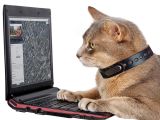 Cat operating a laptop