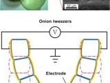 Concept of artificial muscle made from onion epidermal cell