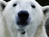 Polar bears are an endangered species.