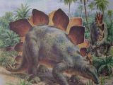 Adult Stegosaurus in life