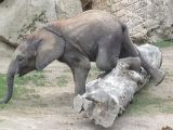 The elephant tripped on a large log