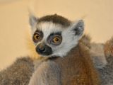The baby lemur was born with eyes wide open