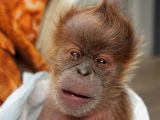 The young primate was born to a female living in captivity