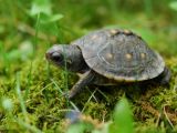 Many turtle and tortoise species are now endangered