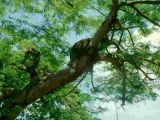 Nautitermes nest in a tree