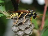 Paper wasp saliva contains a protein that's biodegradable