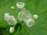 Because of how it behaves when in the presence of water, the plant is known as the skeleton flower