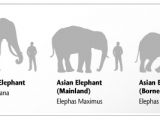 Comparison between the African, Asian and pygmy elephants