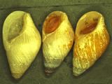The opaque shells of clusterwink snails would seem to blunt light transmission.
