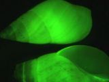 Scripps Institution of Oceanography researchers have detailed for the first time the unusual green bioluminescent light emitted from the marine clusterwink snail Hinea brasiliana.