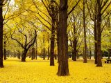 Autumn Color in Japan theme