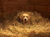 Budweiser puppy finds his way back home in Super Bowl 2015 ad