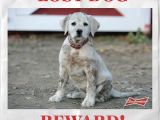 Lost Budweiser puppy, reward offered