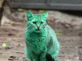 Locals first assumed the cat was green because somebody had dyed it