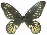 Queen Alexandra butterfly (Ornithoptera alexandrae)