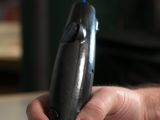 The 3Doodler 3D Printing Pen