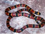Coral snake. Many inoffensive snakes imitate this color pattern in Americas