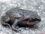 Oreophrynella toad on its environment