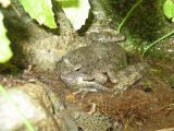 Cannibalism in foothill yellow-legged frog (Rana boylii)