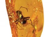 Plenty of insect and plant remains have been found in amber over the years