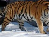 Siberian male tiger