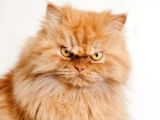 One day, Garfi might be way more popular than its rival, Grumpy Cat
