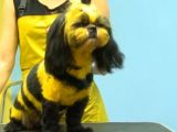 Bonus: a dog made to look like a bumblebee