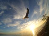 Xiaomi Mi Pro Action Camera photo sample of bird flying