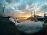 Xiaomi Mi Pro Action Camera photo sample of swans