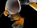 The unseen face of insects