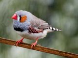 The zebra finch, on the other hand, is a distant relative of these ancient creatures