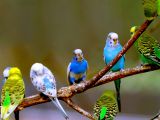 The budgerigar too has very little in common with its ancestors