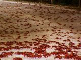 Migrating crabs on a street on Christmas Island