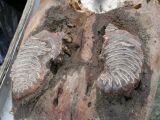 Photo shows the woolly mammoth's teeth