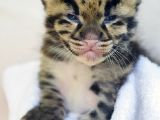 Clouded leopards are listed as a vulnerable species