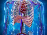 The cardiovascular system carries oxygen and nutrients to all the cells in the body