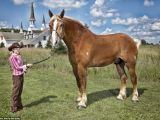 Alexander, the horse, weighs 203.21 kg (32 stone) as is 7ft tall
