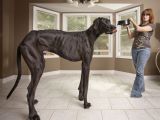 Denise Doorlag's dog Great Dane Zeus is 7ft 4in (223 cm) tall