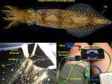 Longfin Inshore Squid MP3 Experiment