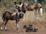 Wild dogs are attracted to it as well