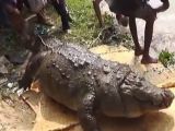 Crocodile in Bangladesh said to have died of obesity