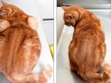 This cat named Zorro also lost weight with the help of PDSA