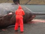 Lat year, a guy poked a dead whale with a spear