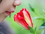 Our sense of smell influences our emotions