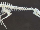 3D printed dinosaur fossil