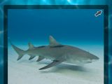 Shark Week Live app