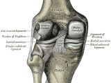 The human meniscus